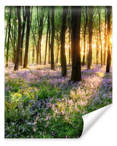 Path through bluebell woods