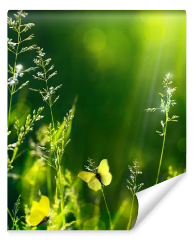 Abstract summer floral green nature background