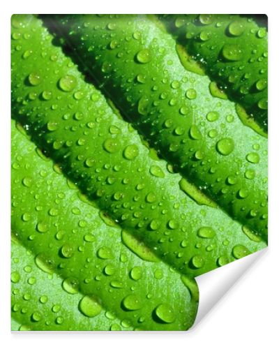 Background of the lines on the green leaves with drops macro
