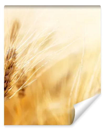 Wheat field