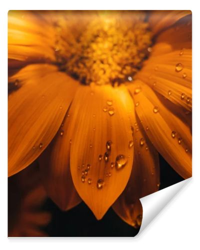 Gazania yellow flower closeup macro with water drops