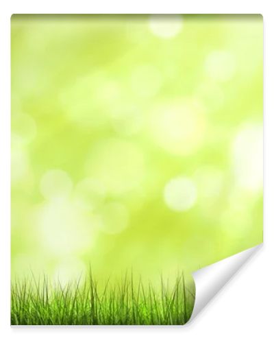 green grass and sunlight