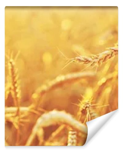Wheat field
