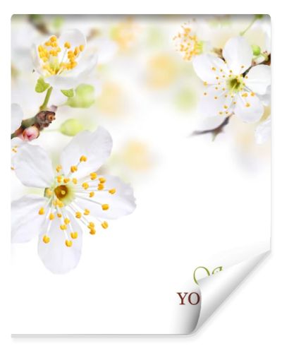 Spring blossom background with white flowers