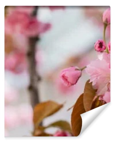 close up of blooming flowers on twig of cherry tree, banner