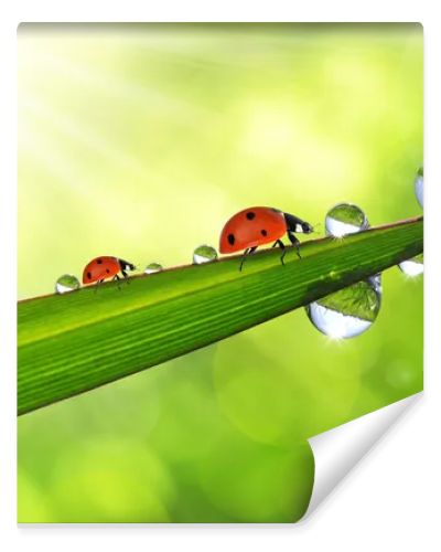 dew and ladybirds