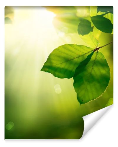 Nature Background. Green Leaves and Sunbeams