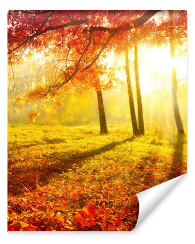 Autumnal Park. Autumn Trees and Leaves. Fall