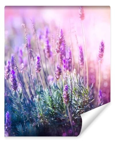 Lavender Flowers Field. Growing and Blooming Lavender