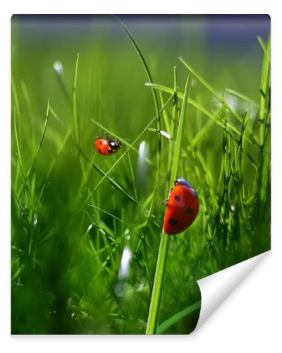 Nature green grass background. Two ladybugs closeup macro image