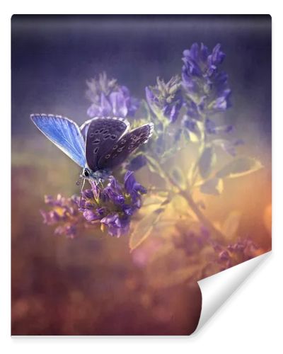 Vintage butterfly.