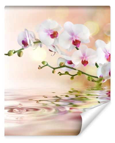 White orchids on water with drop