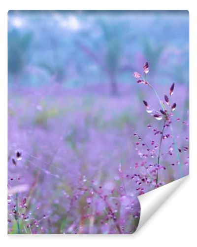  pink  grass flower  blooming with dew drops  