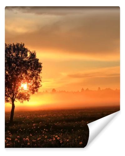 The sheaf of hay at dawn, Novgorod region ,Russia