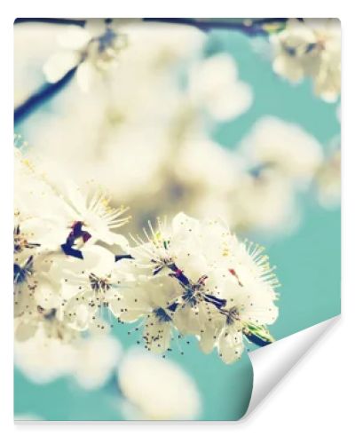 Apricot tree flower
