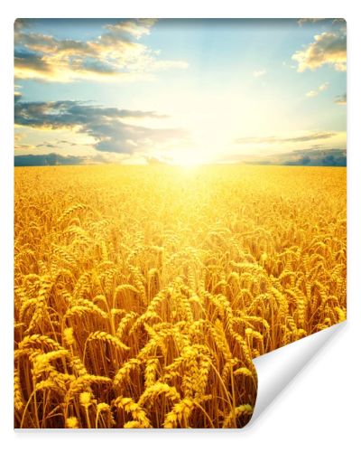the wheat  background
