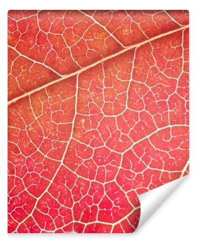 Bright leaf closeup view