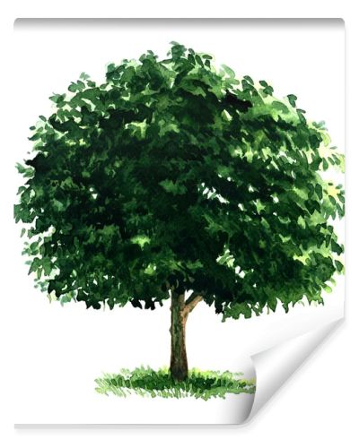 Beautiful fresh green deciduous tree isolated on white background