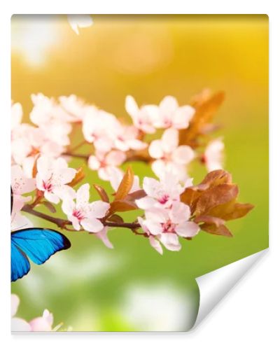 Spring blossoms with butterfly.