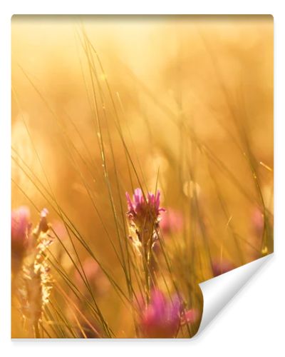 Meadow at sunset