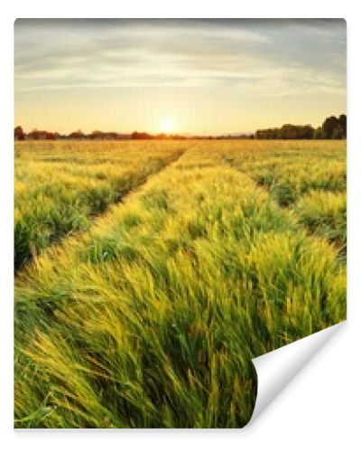 Rural landscape with wheat field on sunset