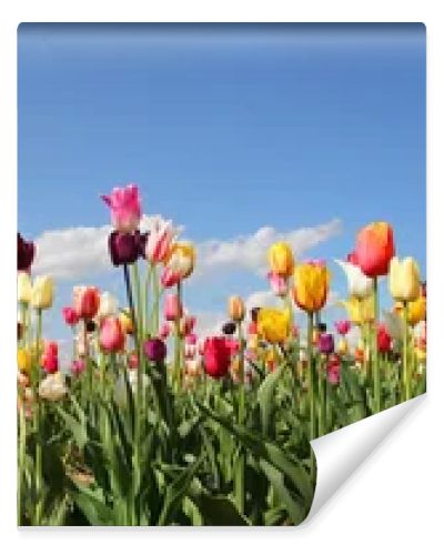 panorama tulip field
