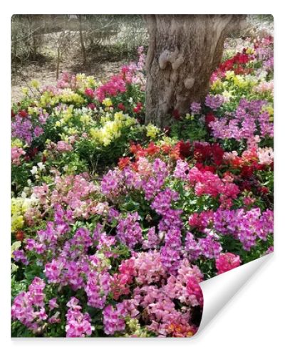 Landscape background with a mix of multicolored snapdragon flowers in full bloom.