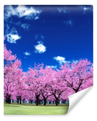 cherry trees