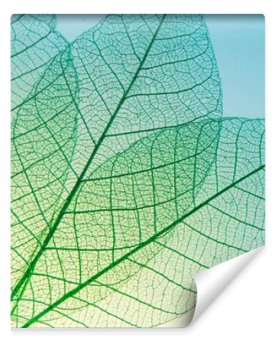 green leaves meridians