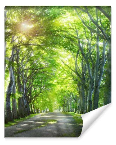 Way through the forest. Nature background with green summer trees.