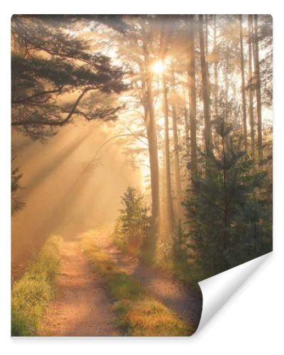 Sun rays in forest
