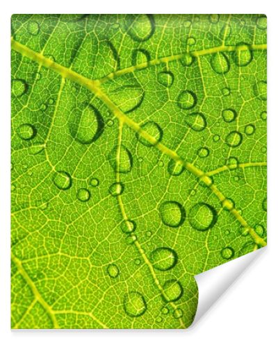 Water drops on fresh green leaf textur background