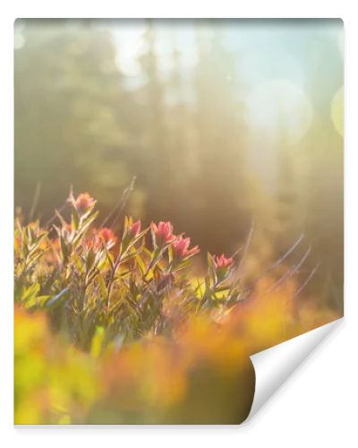 Mountain meadow in sunny day. Natural summer landscape. Mountains in Alaska.