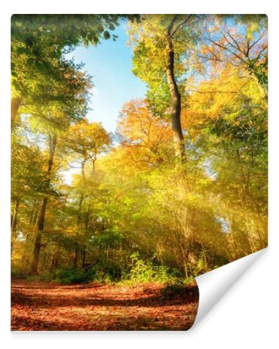 Colorful autumn forest landscape with warm sun rays illumining the foliage and a path leading through the trees