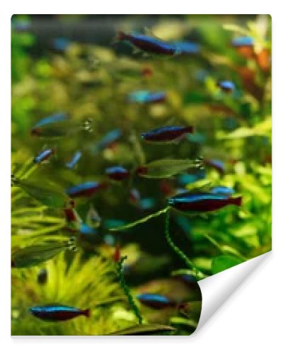 small fishes swimming under water among green seaweed in aquarium, panoramic shot