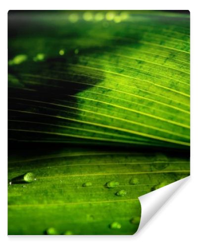 close-up view of green floral background with rain drops