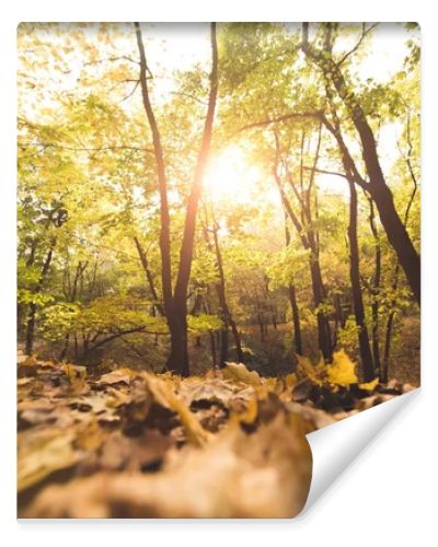 fallen leaves in autumn forest