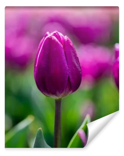 selective focus of beautiful purple colorful tulips