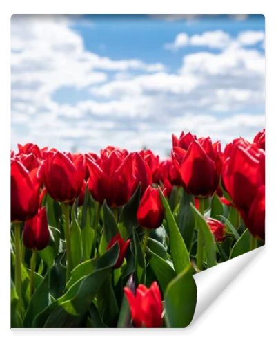 colorful red tulips against blue sky and clouds