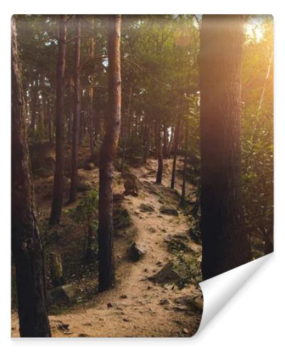 Footpath in forest at sunset