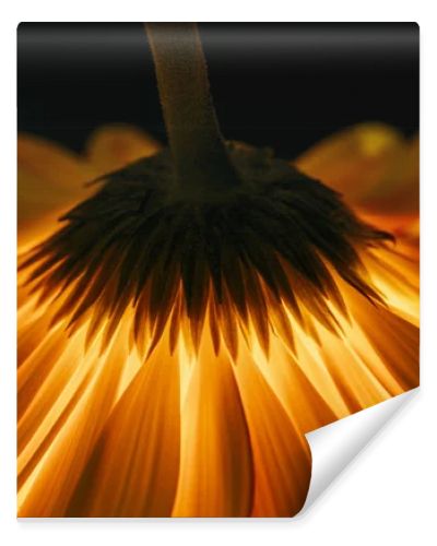 beautiful gerbera flower isolated on black