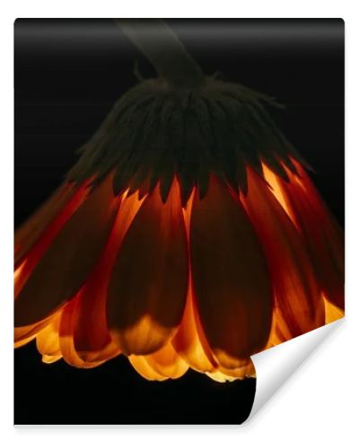 beautiful gerbera flower isolated on black