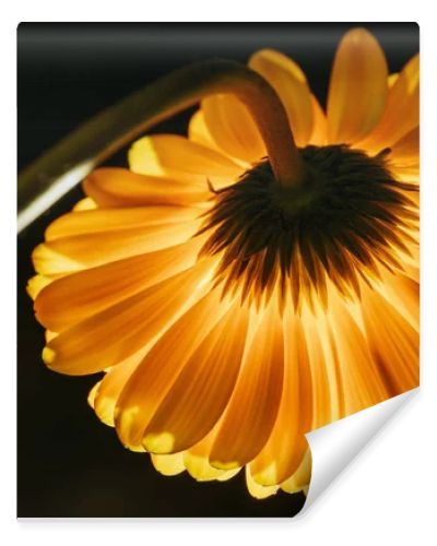 beautiful gerbera flower isolated on black