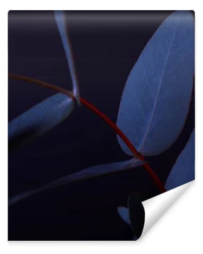 eucalyptus leaves on red twig on dark