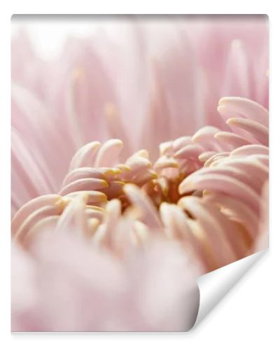 close up view of pink chrysanthemum isolated on white