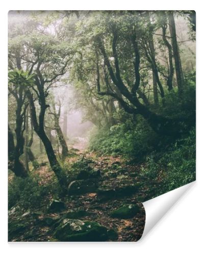 beautiful majestic trees and rocky trail in Indian Himalayas, Dharamsala, Baksu