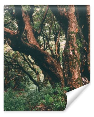 majestic trees growing in Indian Himalayas, Dharamsala, Baksu 