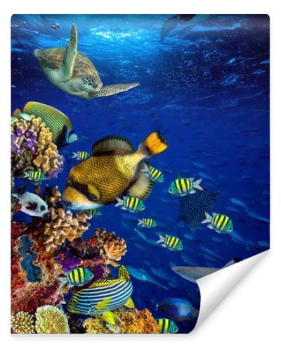 underwater coral reef landscape 