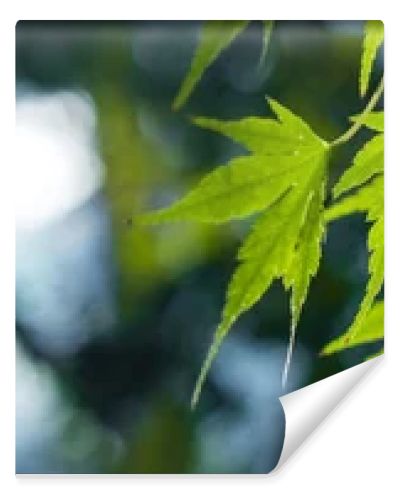 Close up view of green maple leaves, panoramic shot