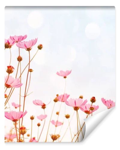 Flower background with pink wild flowers against the background of the sky, soft focus, bottom view, toned.